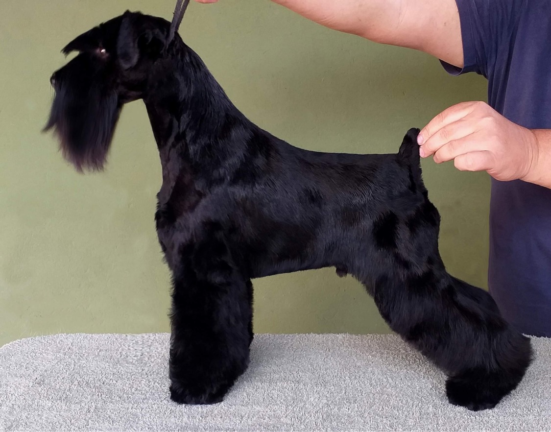 blaylock-kennel-Brian-sailer-s-love-fool-black-schnauzer Sailer's Love-fool - Brian - Blaylock Kennel - Schnauzer Negro