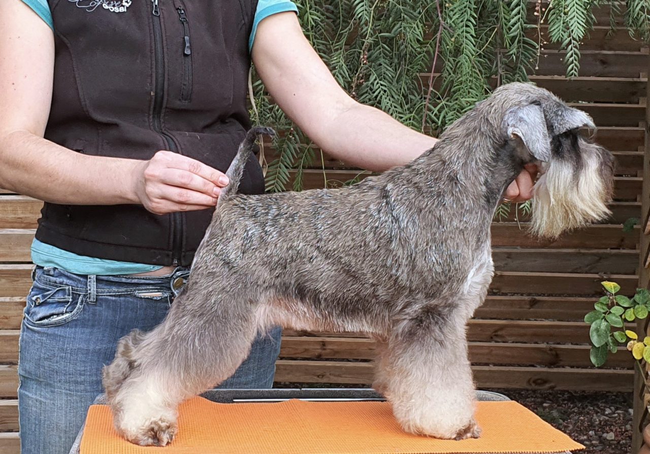 Schnauzer Miniatura Sal y Pimienta Blaylock Kennel