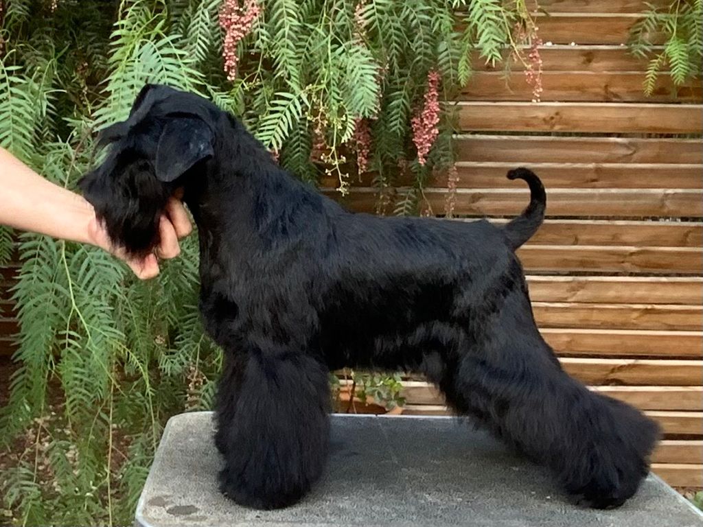 Simply Black Inmortality - Mei - Blaylock Kennel - Schnauzer Negro