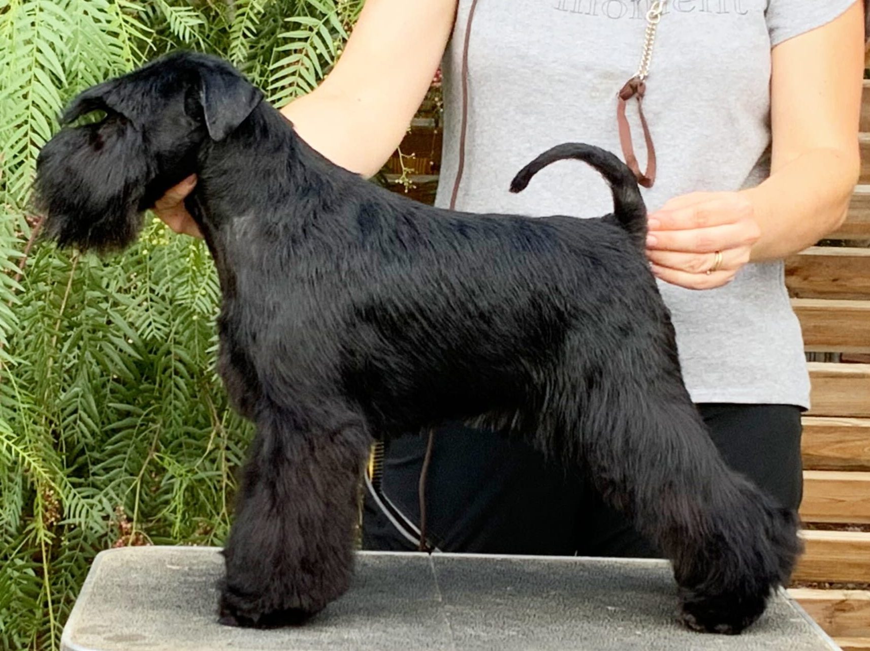 Got Talent - Marcus - Blaylock Kennel - Schnauzer Negro