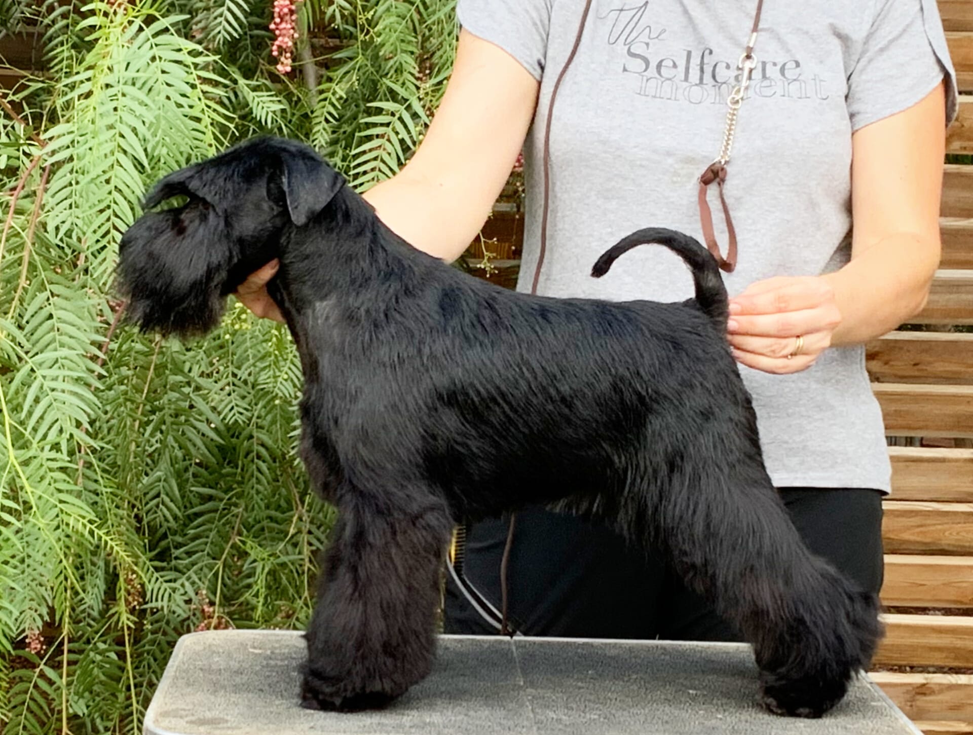 Got Talent - Marcus - Blaylock Kennel - Schnauzer Negro