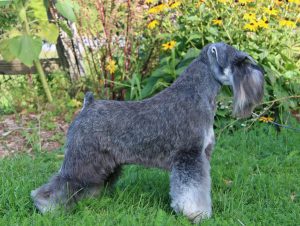 Ch. MAIHAFORGED IN FIRE - Blaylock Kennel Schnauzer Mini Sal y pimienta