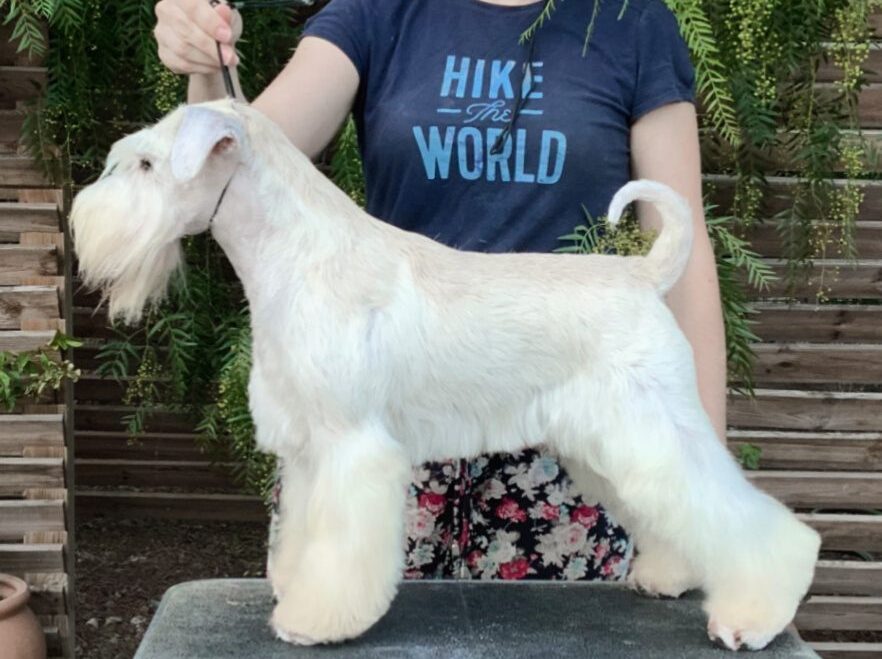 Just Do It - Justin - Blaylock Kennel - Schnauzer Blanco