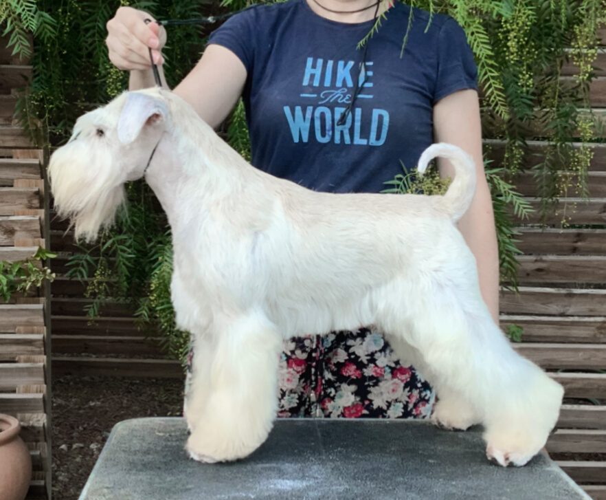 blaylock-just-do-it Just Do It - Justin - Blaylock Kennel - Schnauzer Blanco