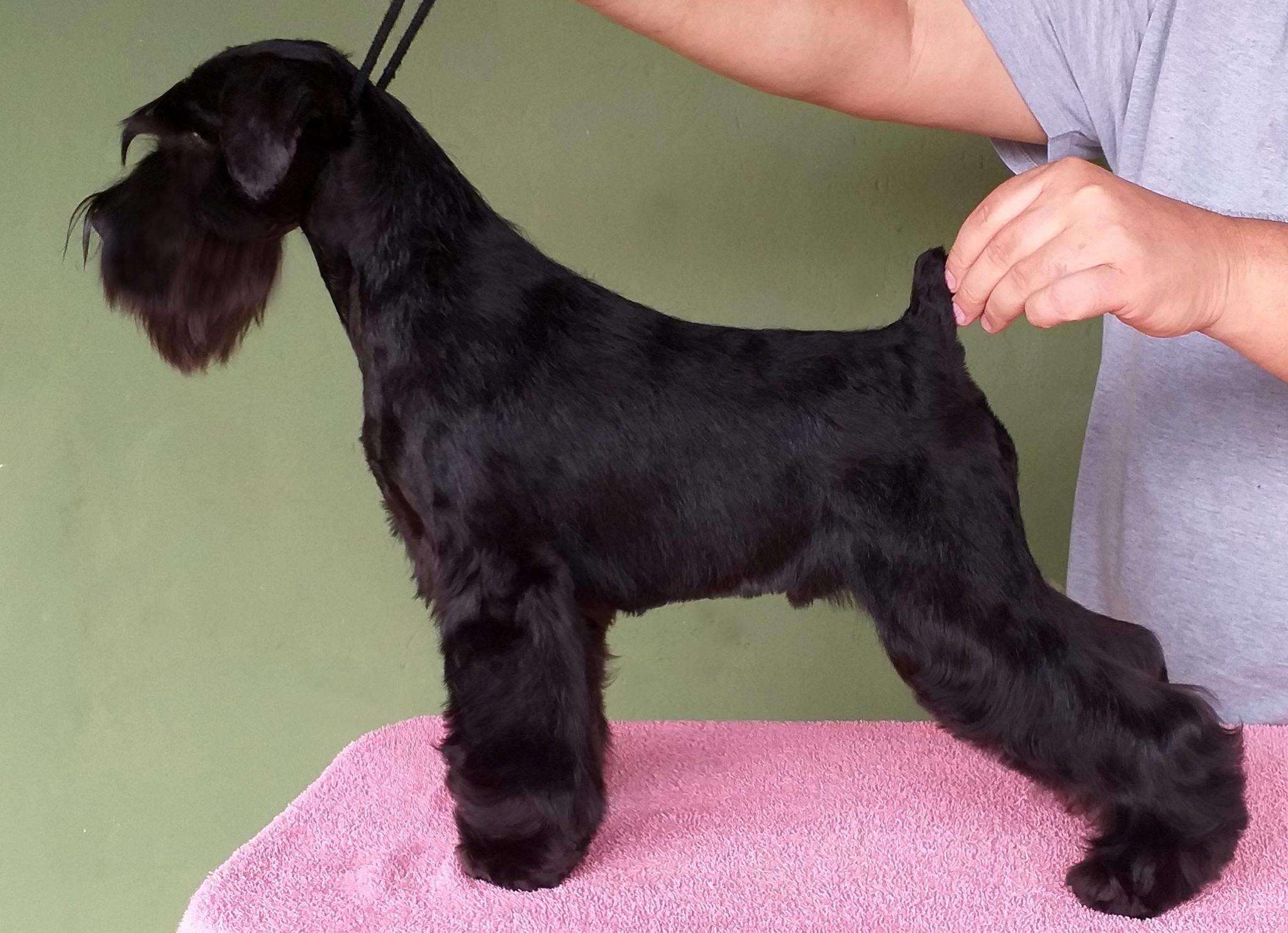 Sailer's Love-fool - Brian - Blaylock Kennel - Schnauzer Negro