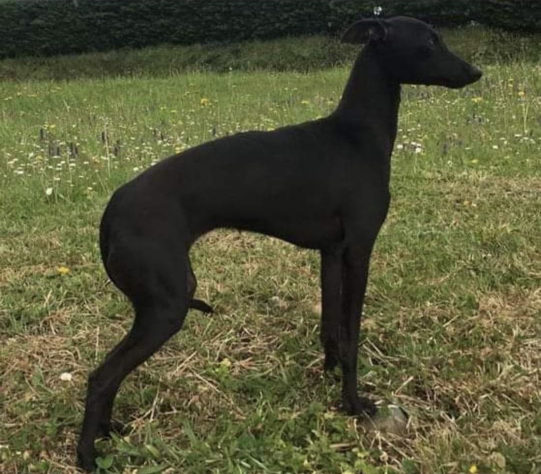 CH-BLAYLOCK-BLACK-OPIUM Ch. Blaylock Black Opium - Opi - Blaylock Kennel - Italian Greyhound