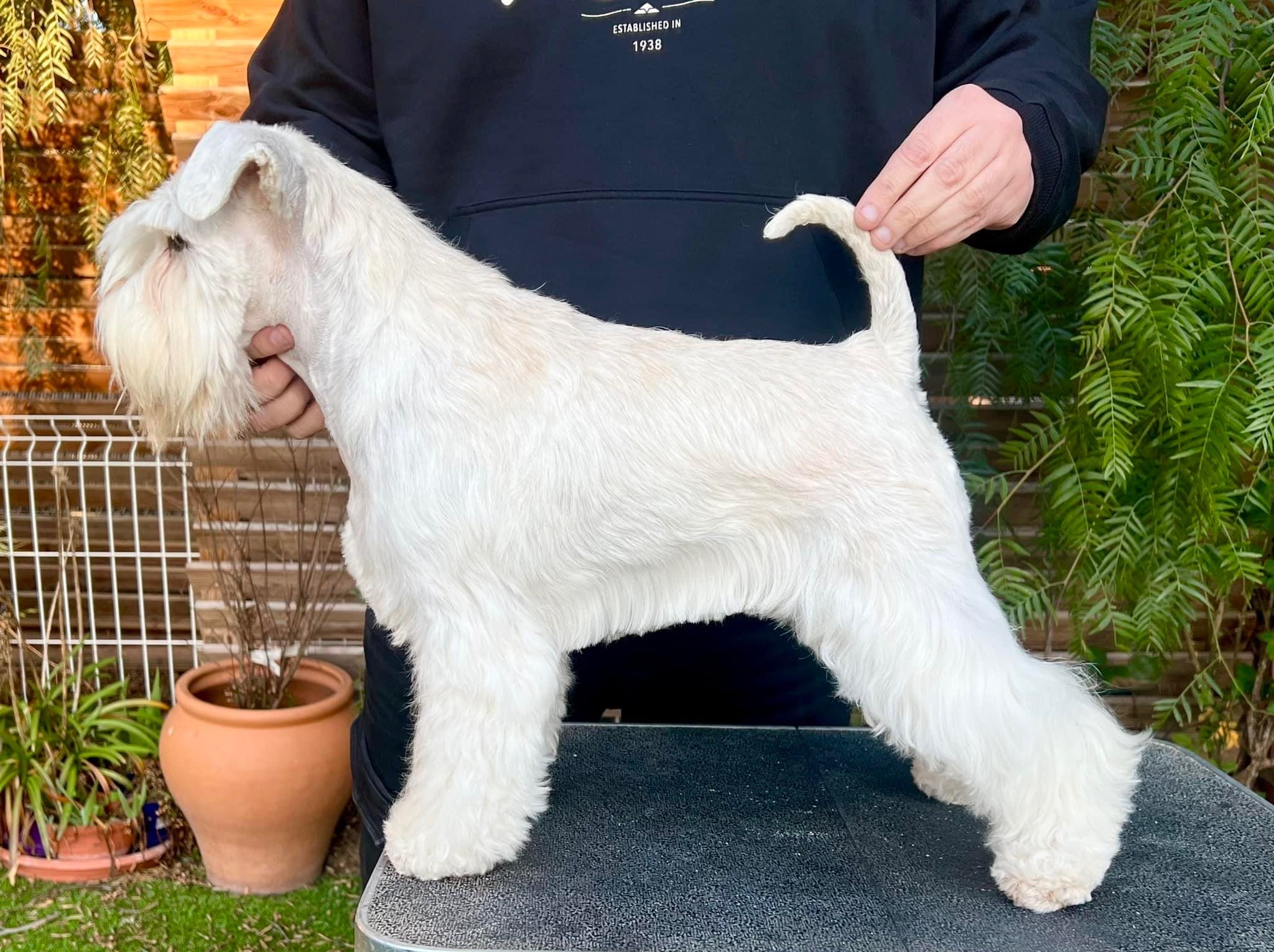 Maléfica - Blaylock Kennel - Schnauzer Blanco