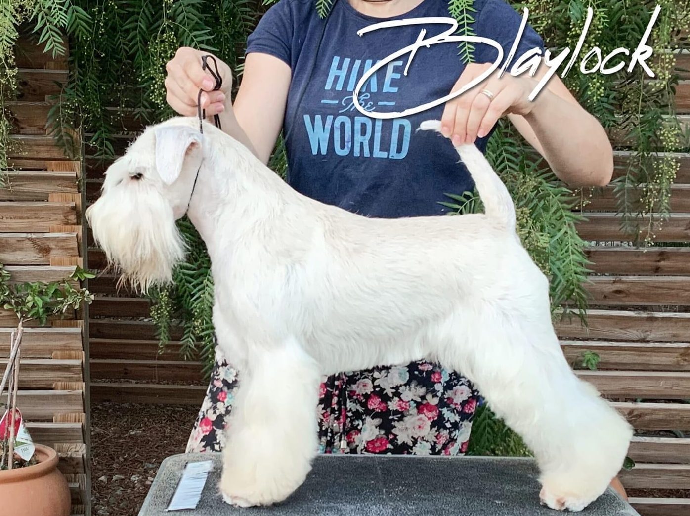 Just Do It - Justin - Blaylock Kennel - Schnauzer Blanco