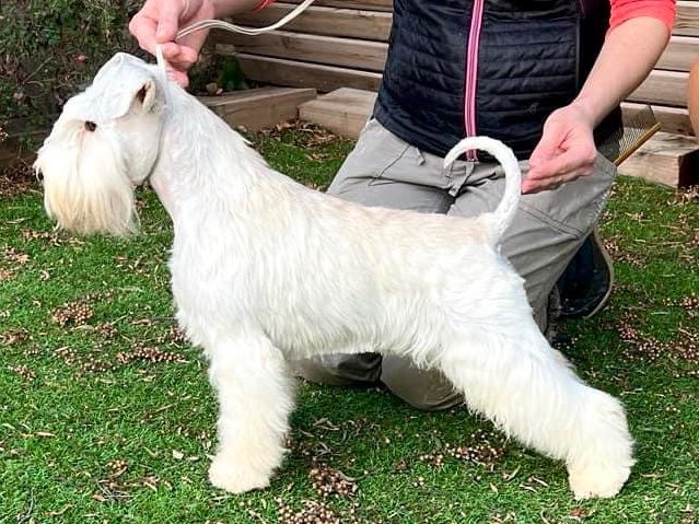 Power Point - Blaylock Kennel - Schnauzer Blanco