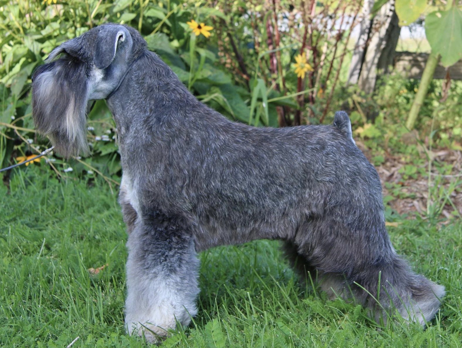 Ch. MAIHAFORGED IN FIRE - Blaylock Kennel Schnauzer Mini Sal y pimienta