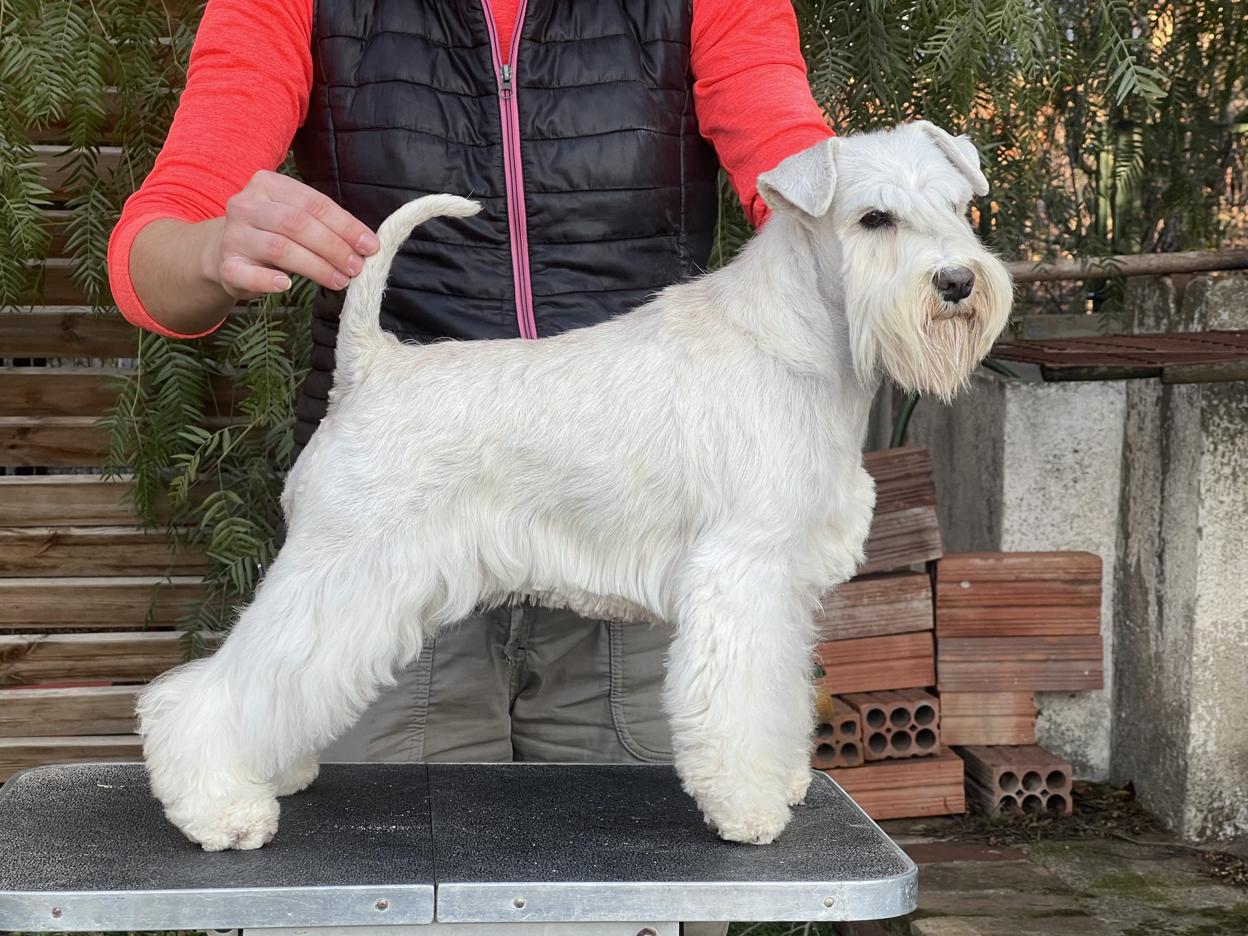 Girl on fire - Blaylock Kennel - Schnauzer Blanco