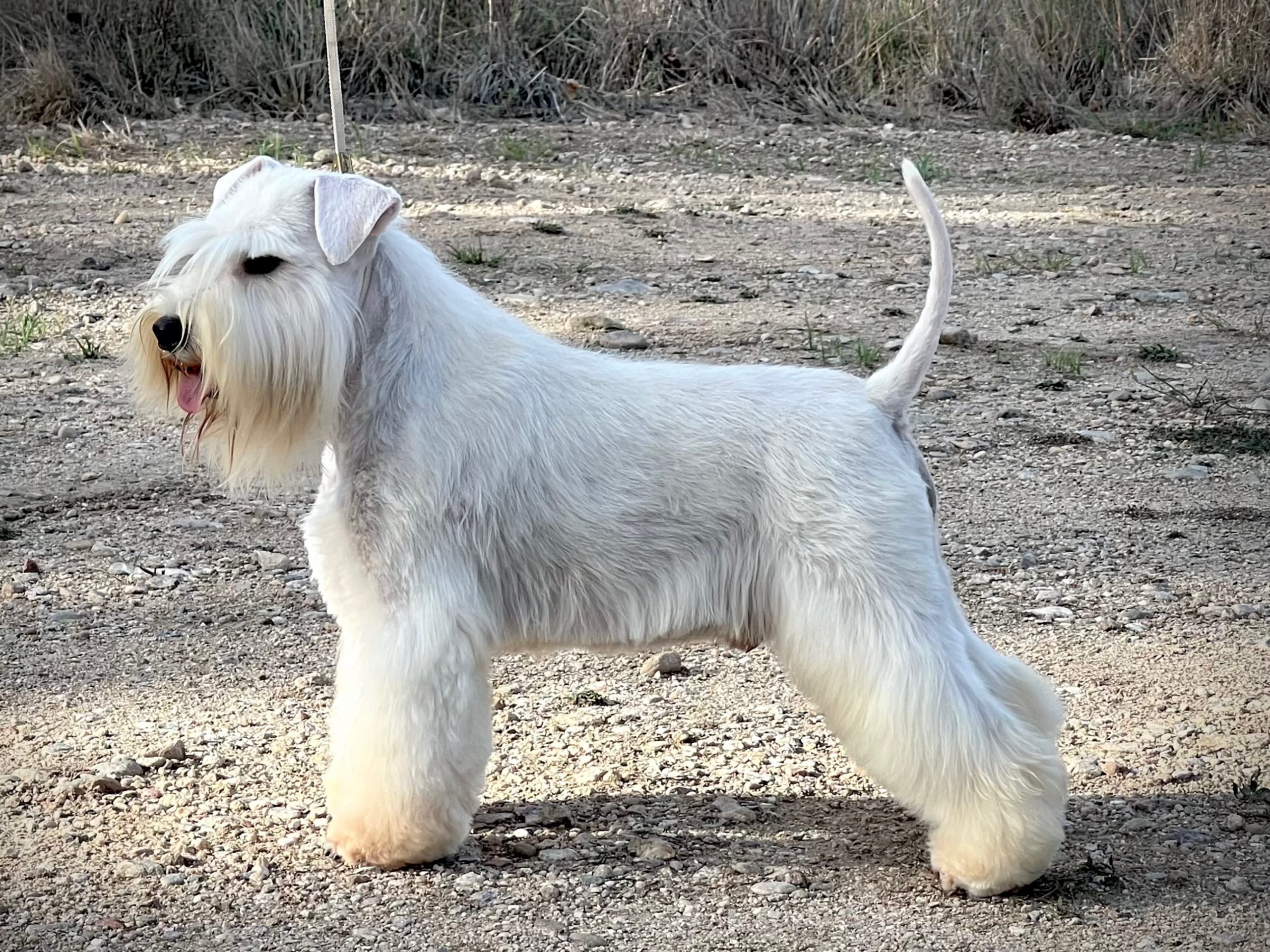 Svargas Chambrais - Blaylock Kennel - Schnauzer Blanco