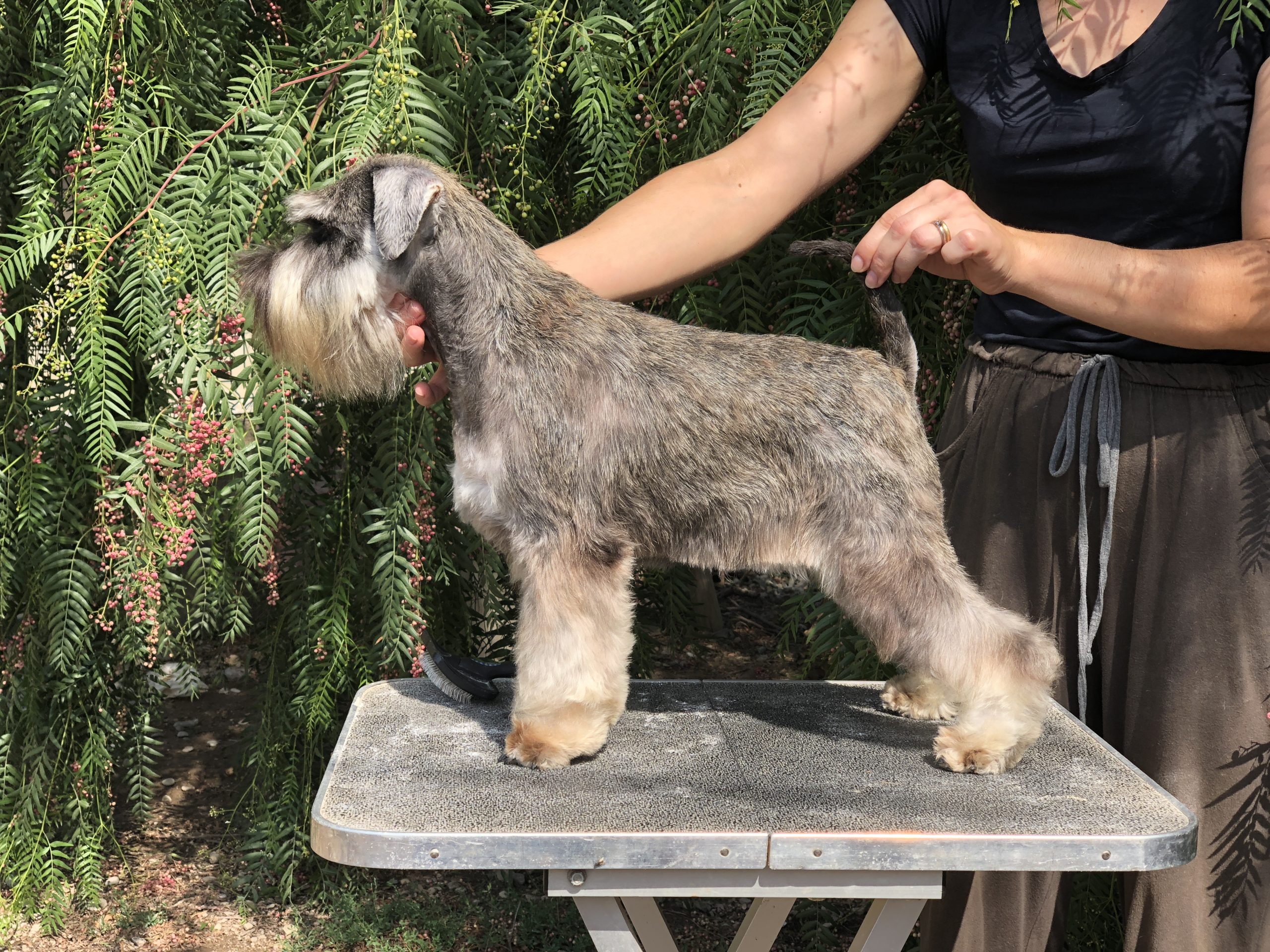 Blaylock Enigmática - Blaylock Kennel - Schnauzer Sal y Pimienta