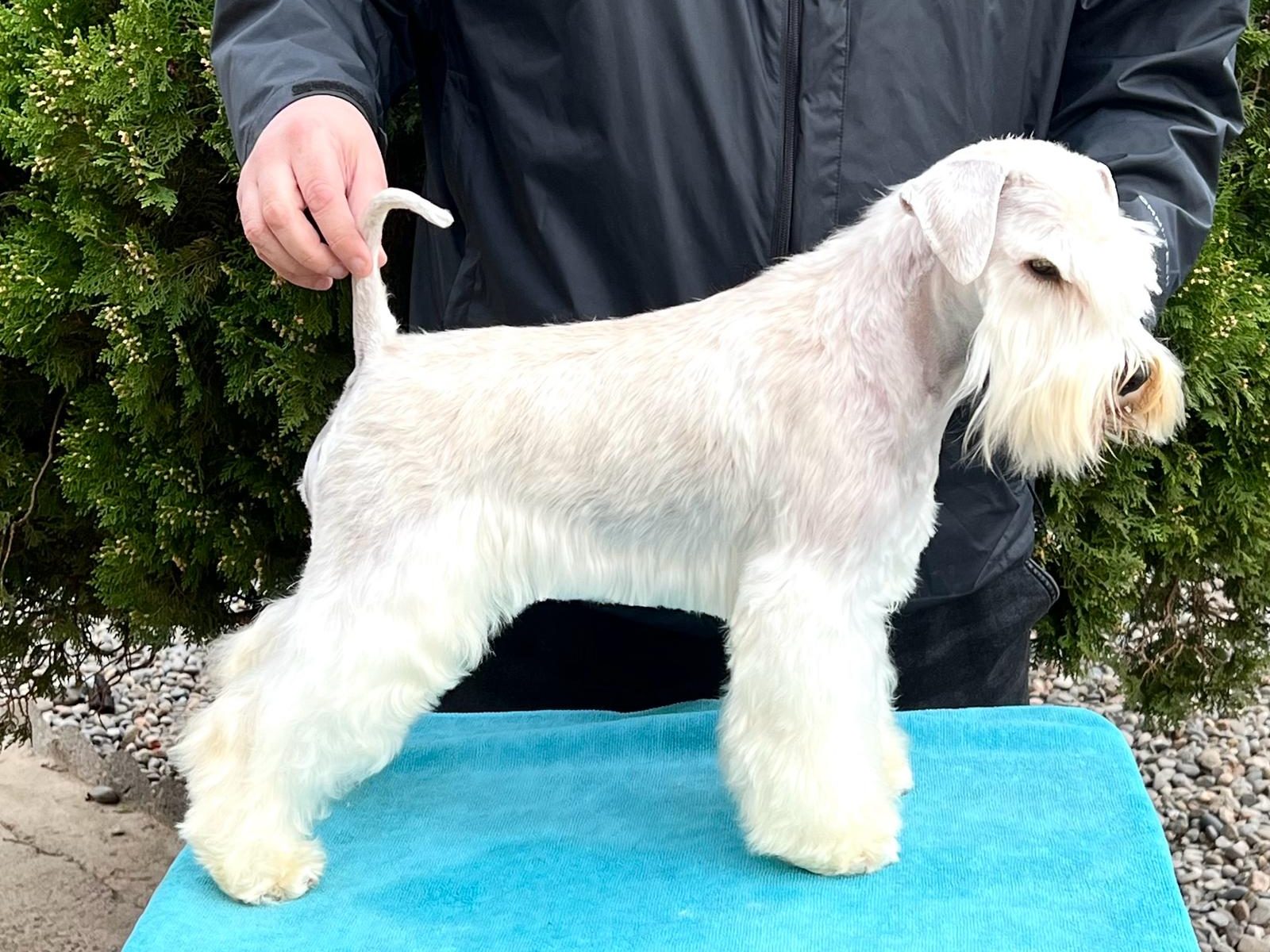 Walking On Sunshine - Blaylock Kennel - Schnauzer Mini Blanco