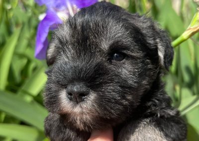 Schnauzer Mini - Sal y pimenta cachorro disponible