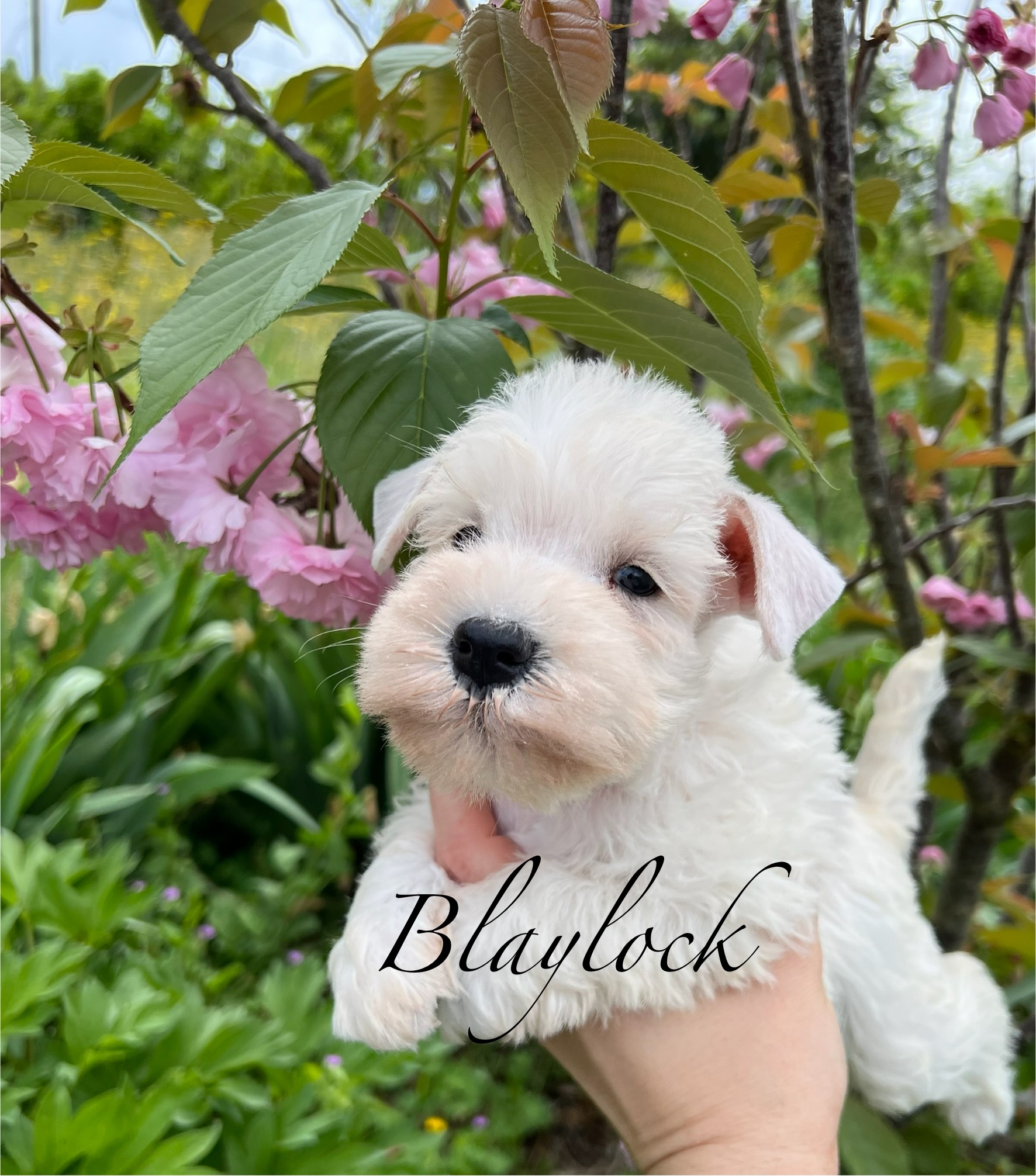 Schnauzer Mini - Blanco cachorro disponible Schnauzer Mini - Blanco cachorro disponible